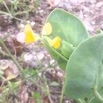 Coronilla scorpioides Flower