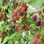 Rubus occidentalis Fruto