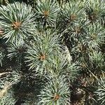 Pinus parviflora Hábito