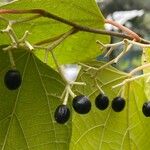 Alangium chinense Fruit