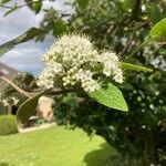 Viburnum lantanaFlor