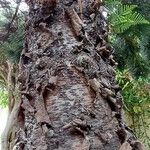 Araucaria columnaris Corteza