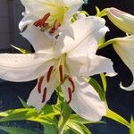 Lilium candidumFlower