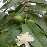 Psidium guajava برگ