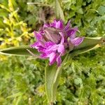 Dactylorhiza majalisÇiçek