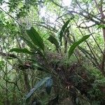 Elaphoglossum macropodium Hábito