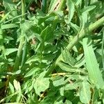 Sisymbrium austriacum Hoja