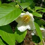 Stewartia sinensis