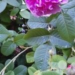 Rosa centifolia Virág