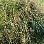 Cyperus longus Folha