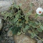 Hibiscus denudatus Habitat