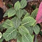 Fittonia albivenis Лист