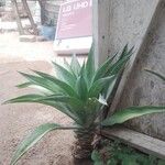 Agave demeesterianaЦвят