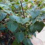 Physalis pubescens عادت داشتن