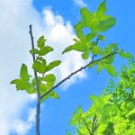 Salix aegyptiaca Feuille