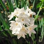 Narcissus papyraceus Blomst