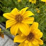 Bidens ferulifolia Virág