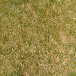 Platycerium elephantotis Other
