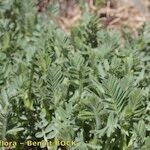 Vicia argentea Vekstform