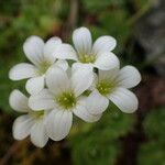 Saxifraga pedemontana Λουλούδι
