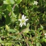 Stellaria alsine Λουλούδι