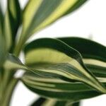 Dracaena braunii Fuelha