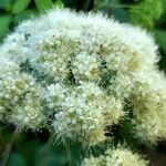 Spiraea betulifolia Квітка