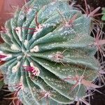 Echinocactus texensis خشب