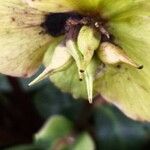 Helleborus niger Frugt