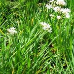 Tulbaghia violacea Habit