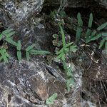 Pellaea atropurpurea Hábito