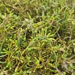 Salicornia europaeaЛист