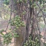 Ficus sur Frugt