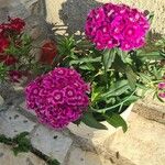 Dianthus barbatusFlower