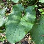 Arctium minusList