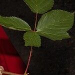 Rubus nessensis Leaf