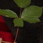 Rubus polonicus Leaf