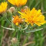 Picris hieracioides Flower