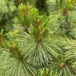 Pinus pumila Frunză