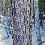 Fraxinus nigra Écorce