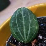 Dischidia ovata Leaf