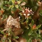 Euphorbia polycephala Flower