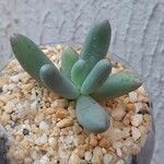 Pachyphytum fittkaui List