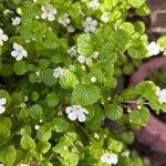 Bacopa repens Кветка