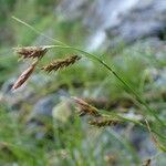 Carex ferruginea Fruit