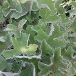 Pelargonium tomentosum Blad