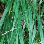 Melica uniflora List