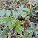 Potentilla tabernaemontani Frunză