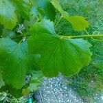 Vitis rotundifolia 葉