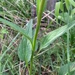 Phyteuma betonicifolium Hoja